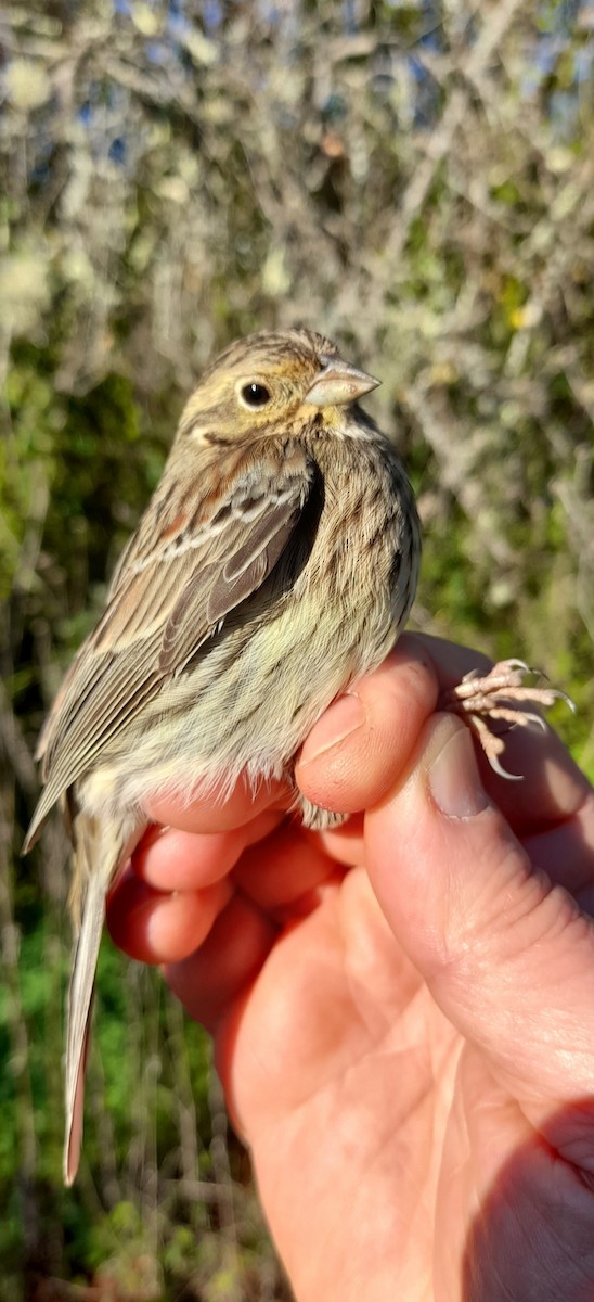 Cirl Bunting - ML637118597