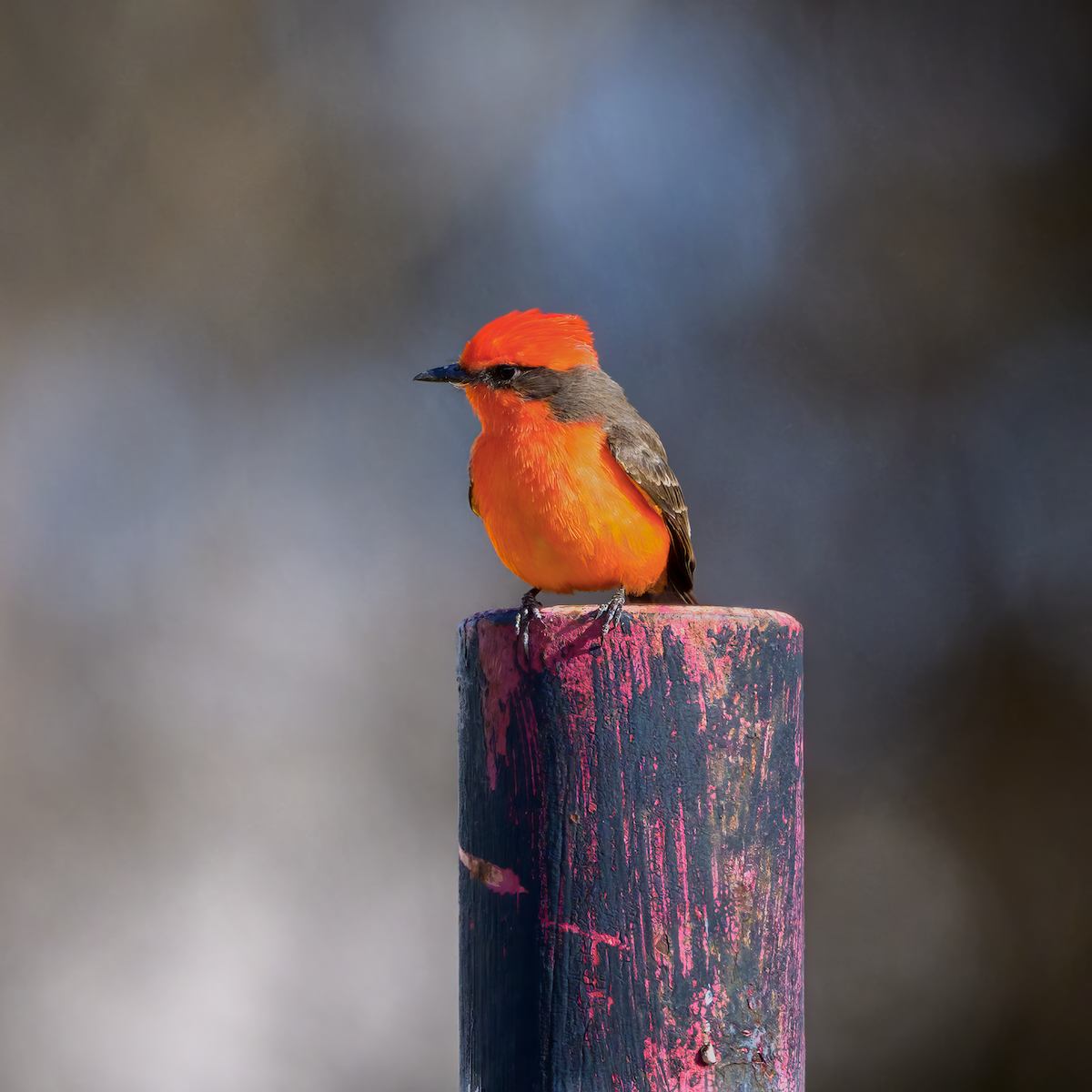 Vermilion Flycatcher - ML637118599