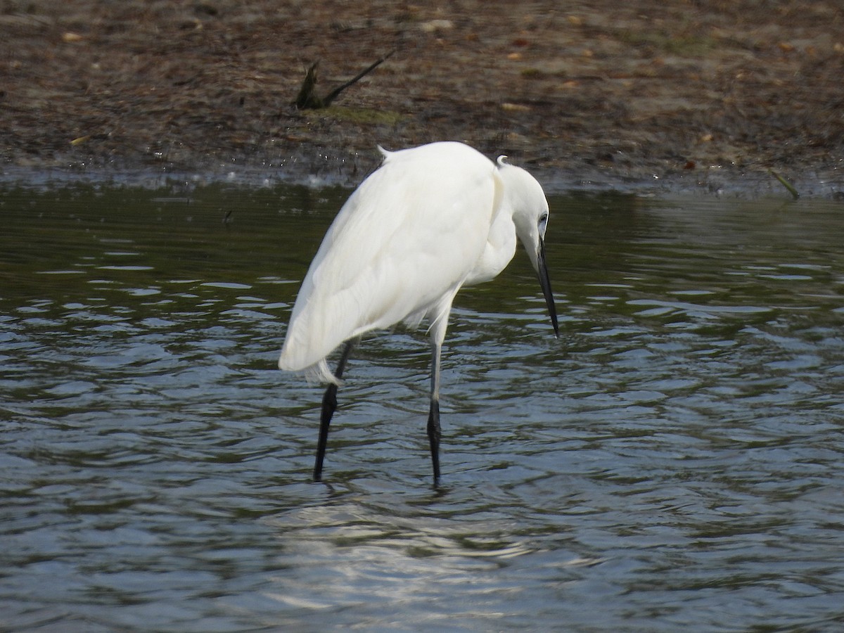 Little Egret - ML637118606
