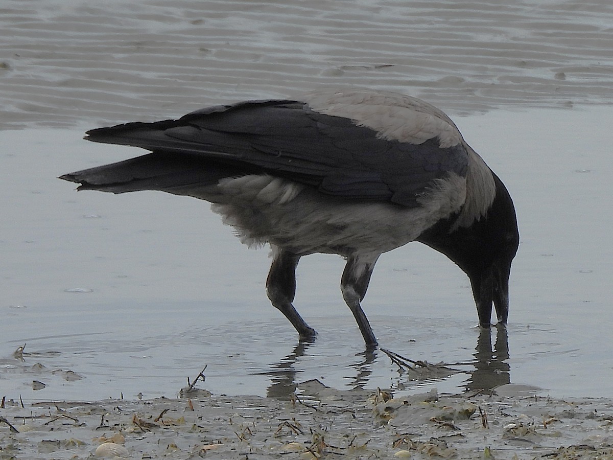Hooded Crow - ML637118612