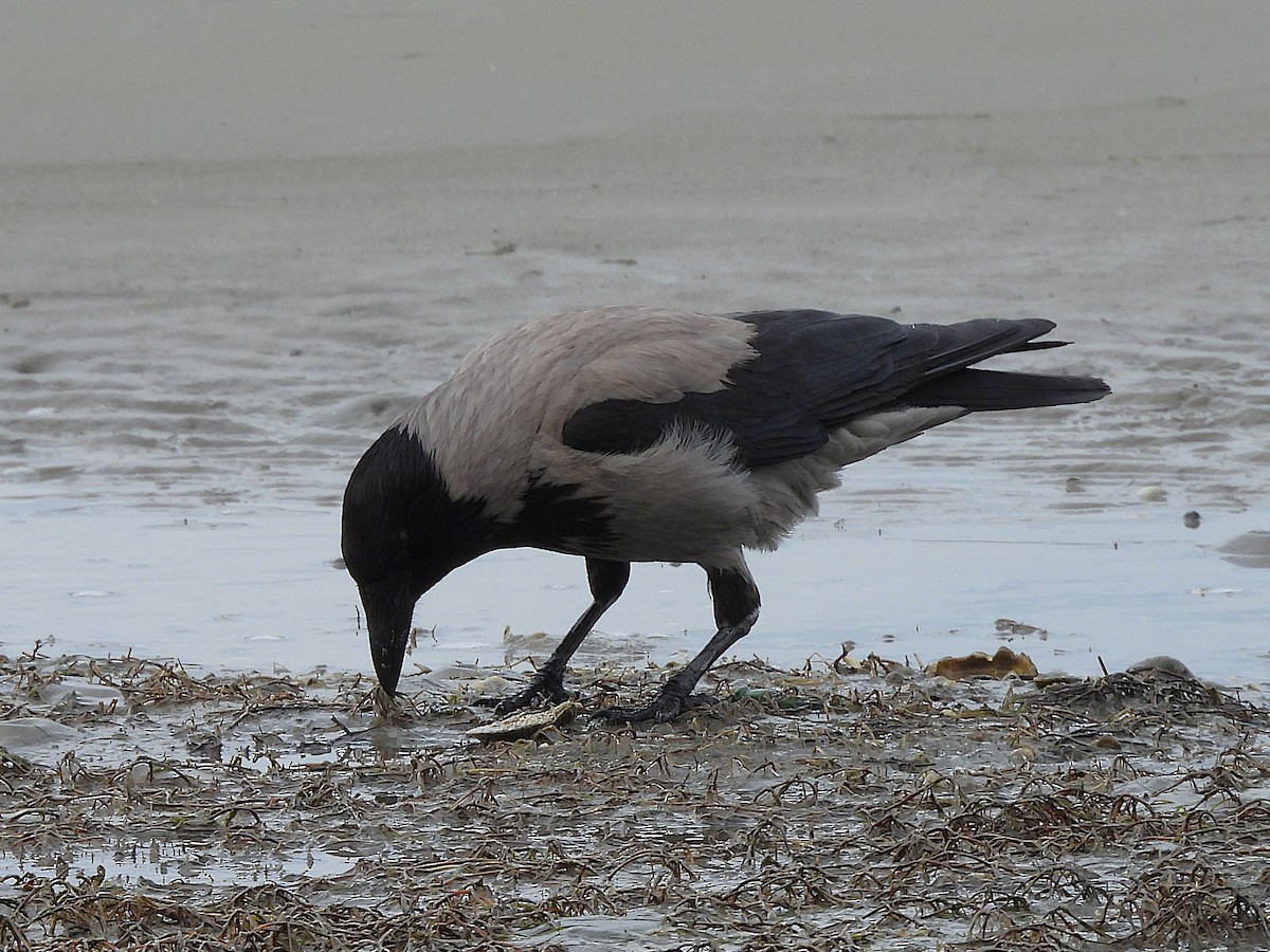 Hooded Crow - ML637118613