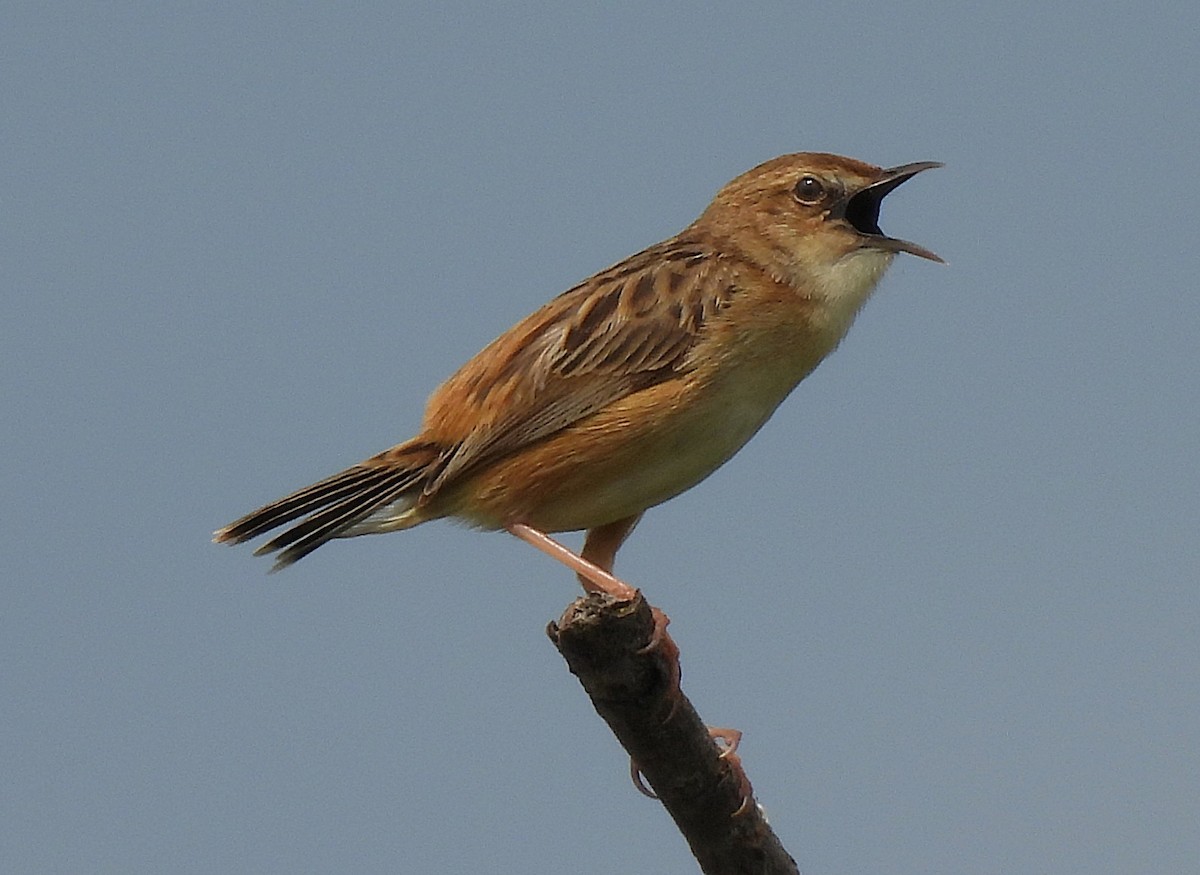 Zitting Cisticola - ML637118626
