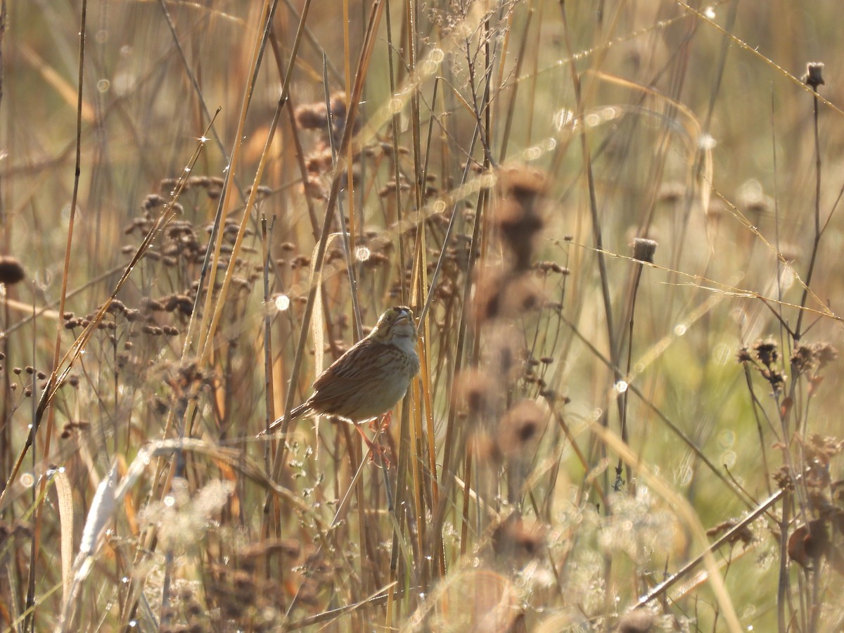 Henslow's Sparrow - ML637118736