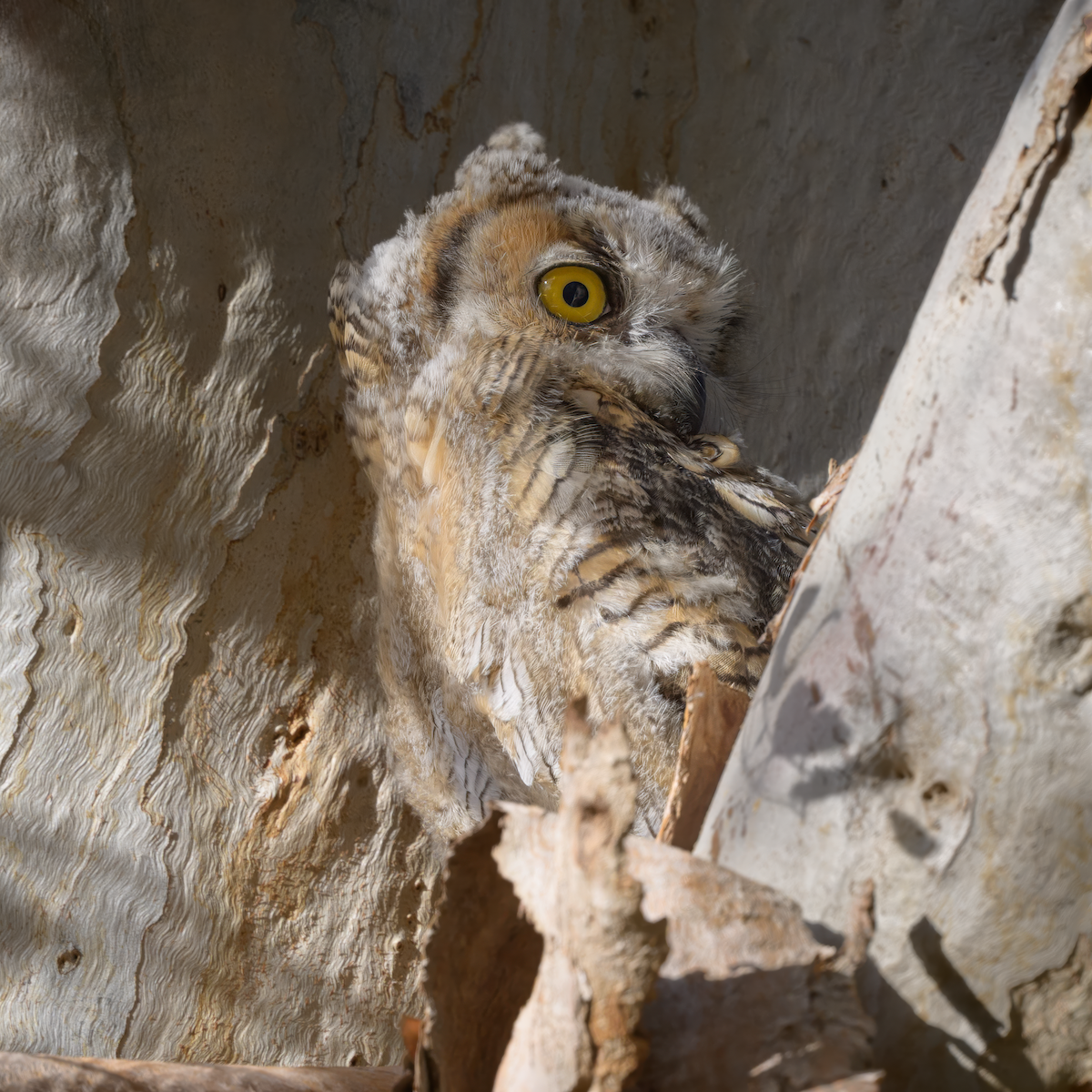 Great Horned Owl - ML637118847
