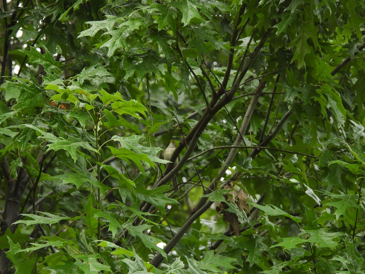 Moucherolle vert - ML637118917