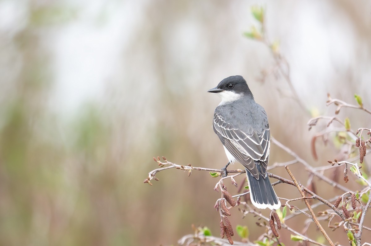 Eastern Kingbird - ML637118934