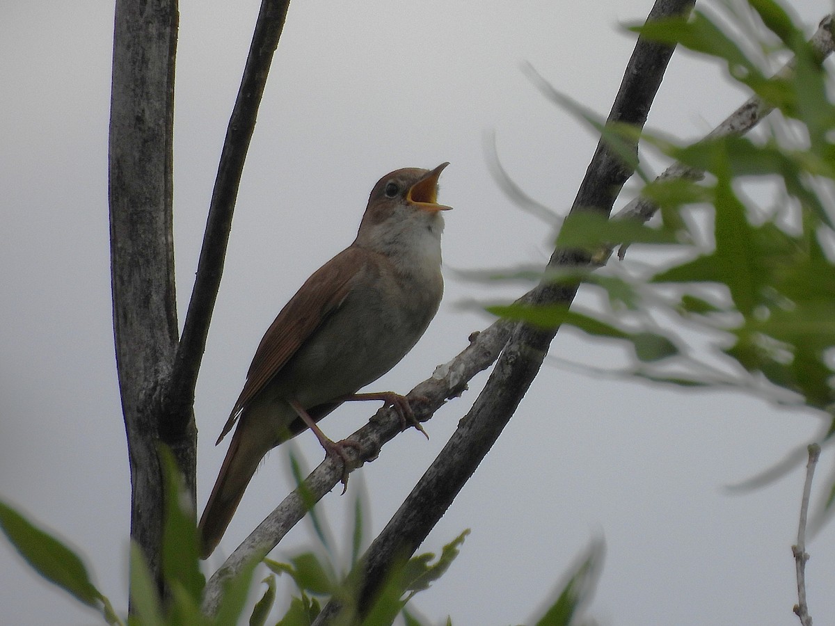 Common Nightingale - ML637118962