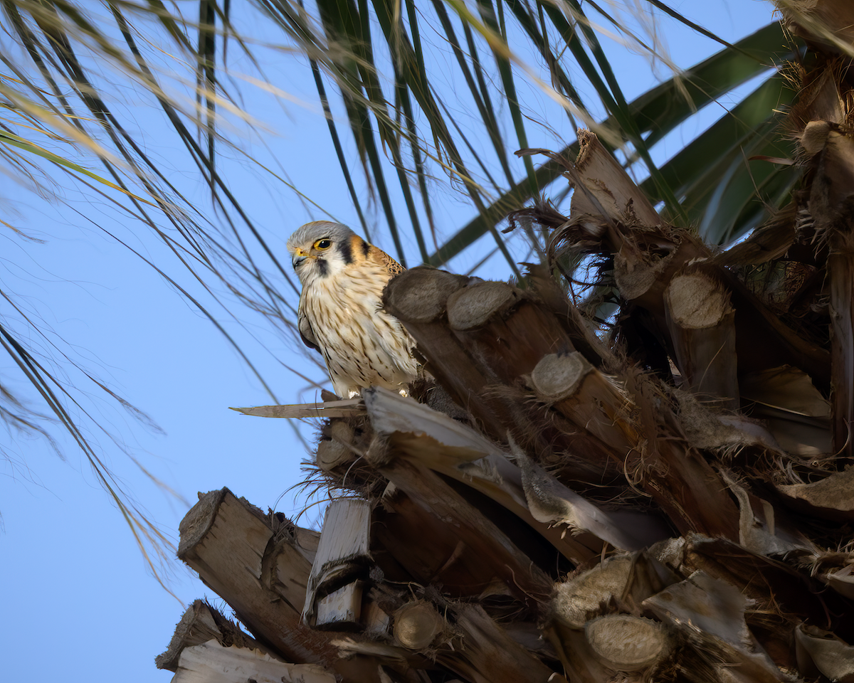 American Kestrel - ML637119033
