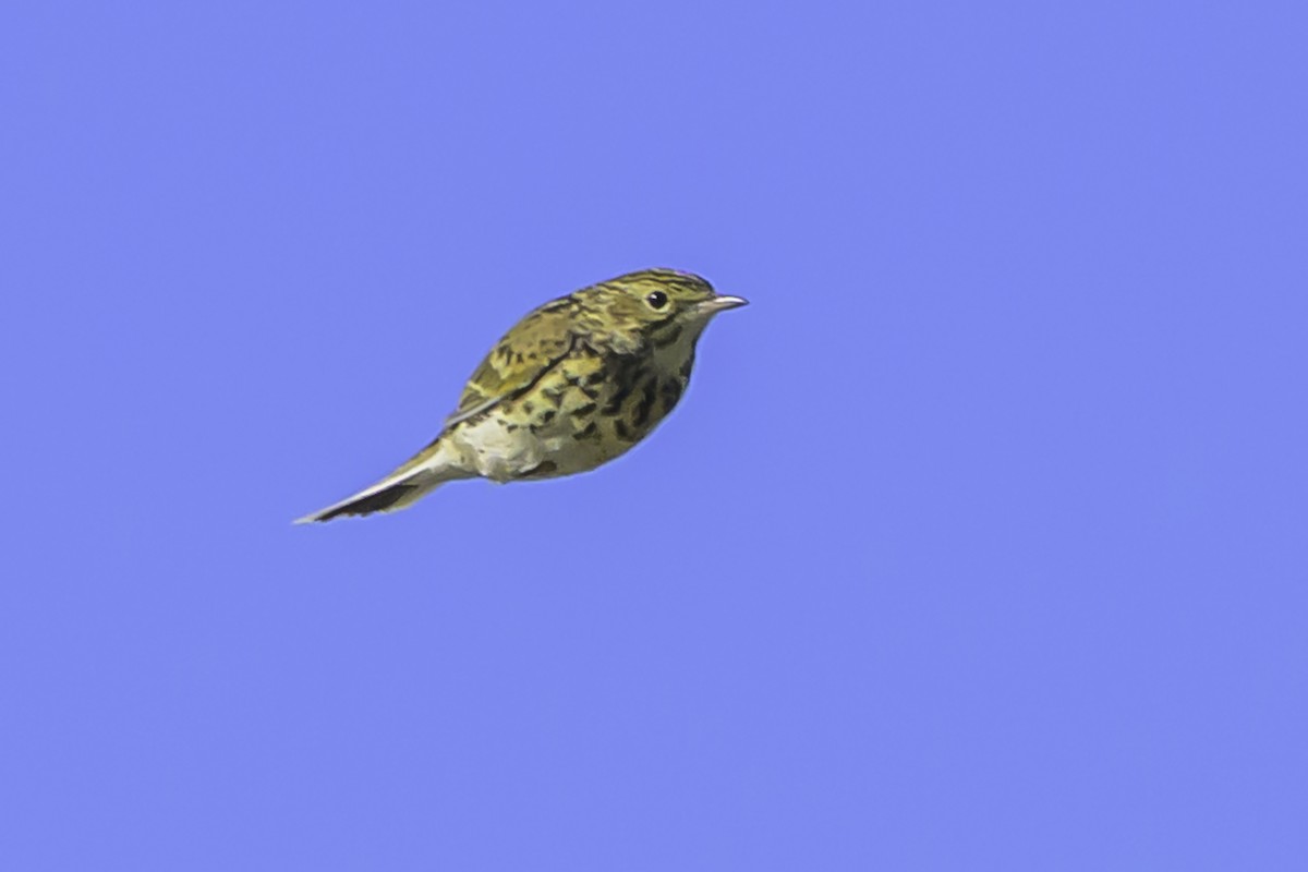 Yellowish Pipit - ML637119042