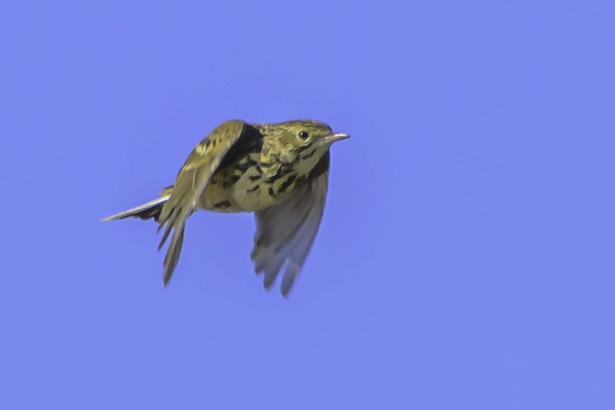 Yellowish Pipit - ML637119043