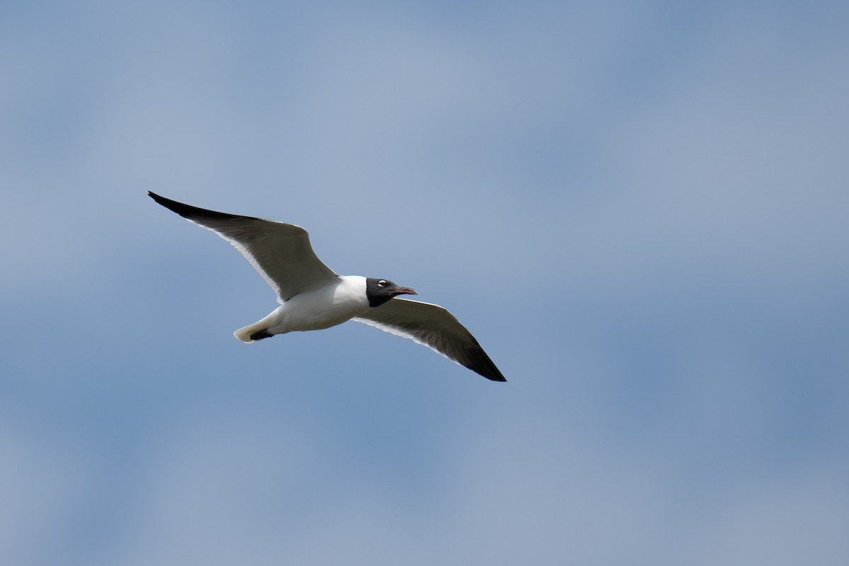 Laughing Gull - ML637119089