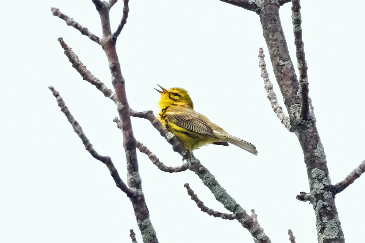 Prairie Warbler - ML637119104