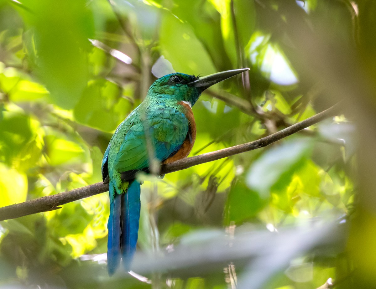 Great Jacamar - ML637119149