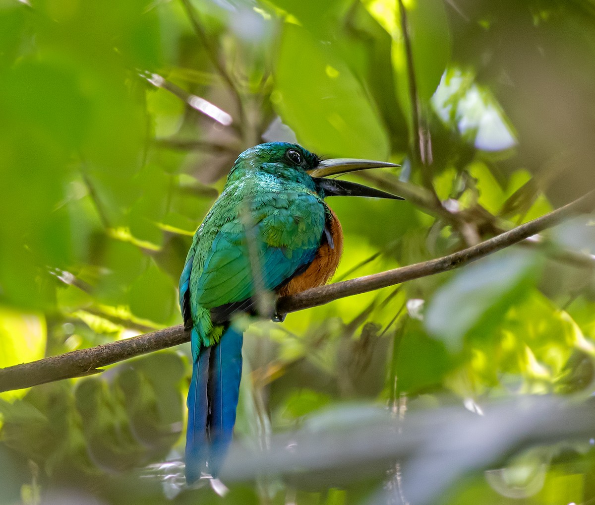 Great Jacamar - ML637119150