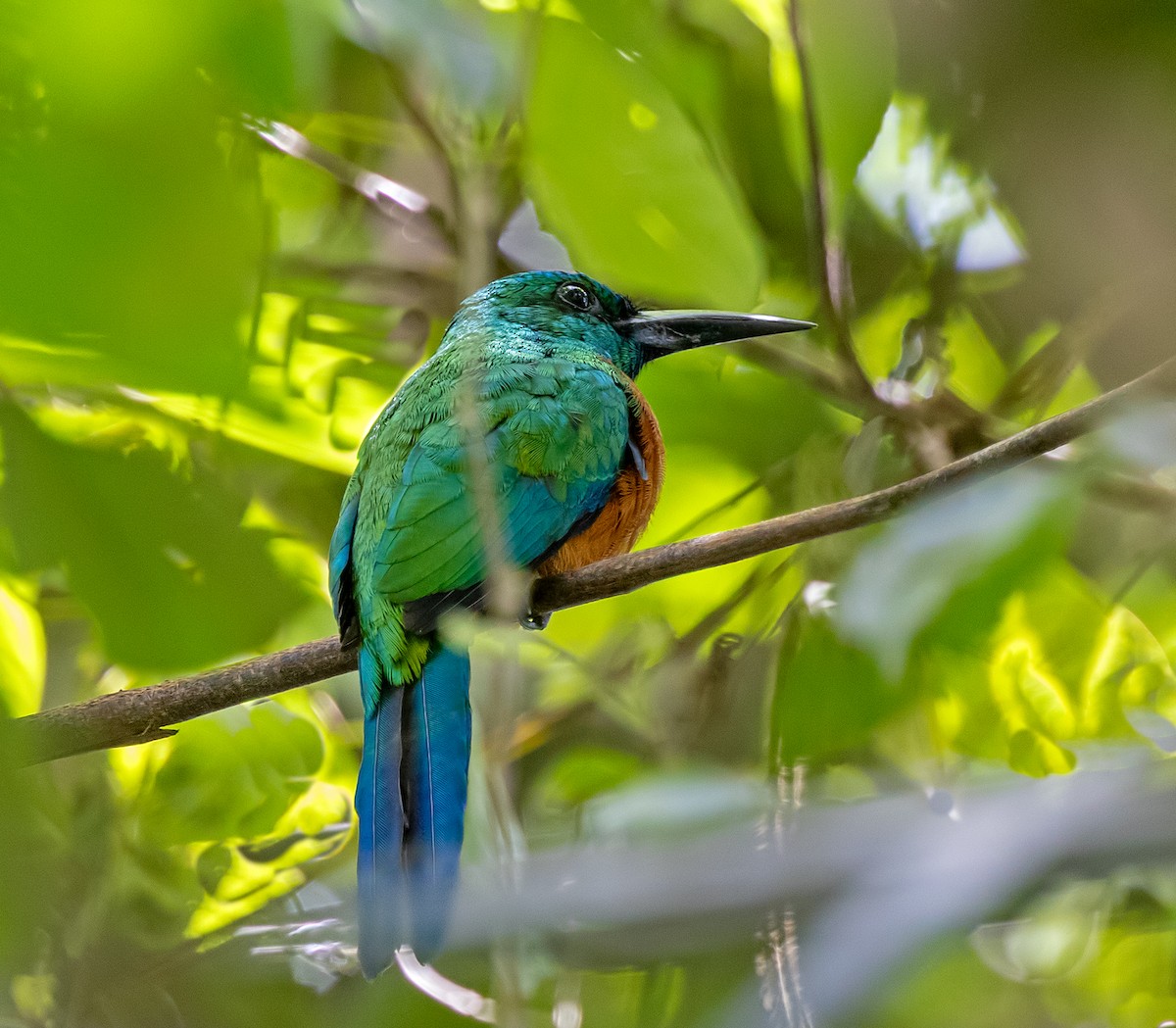 Great Jacamar - ML637119151
