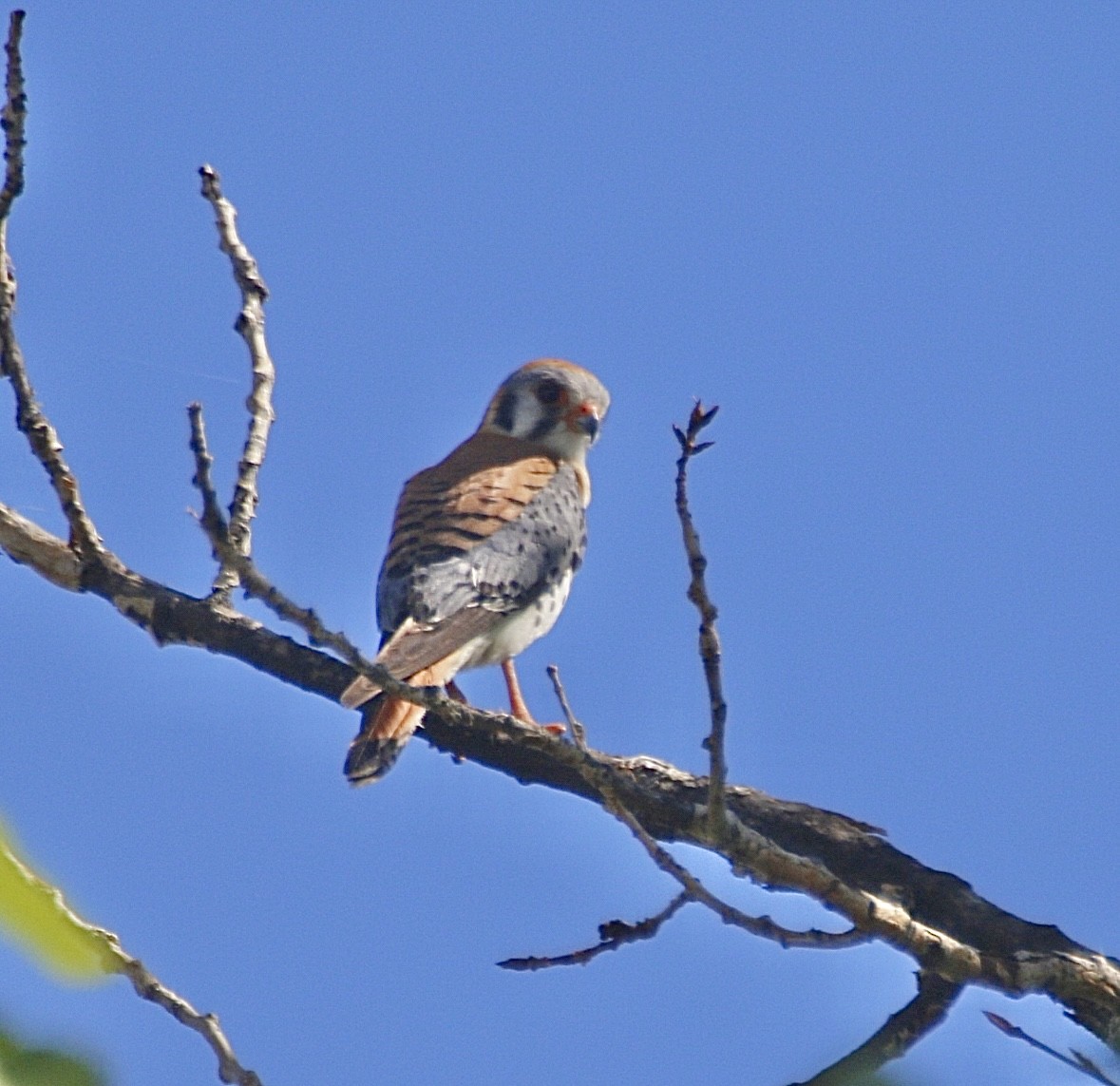 American Kestrel - ML637119153