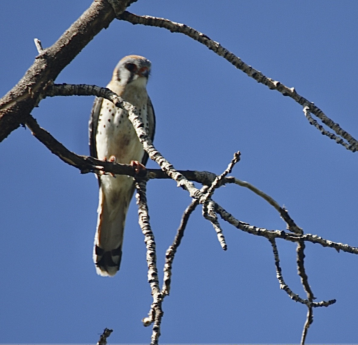 American Kestrel - ML637119154
