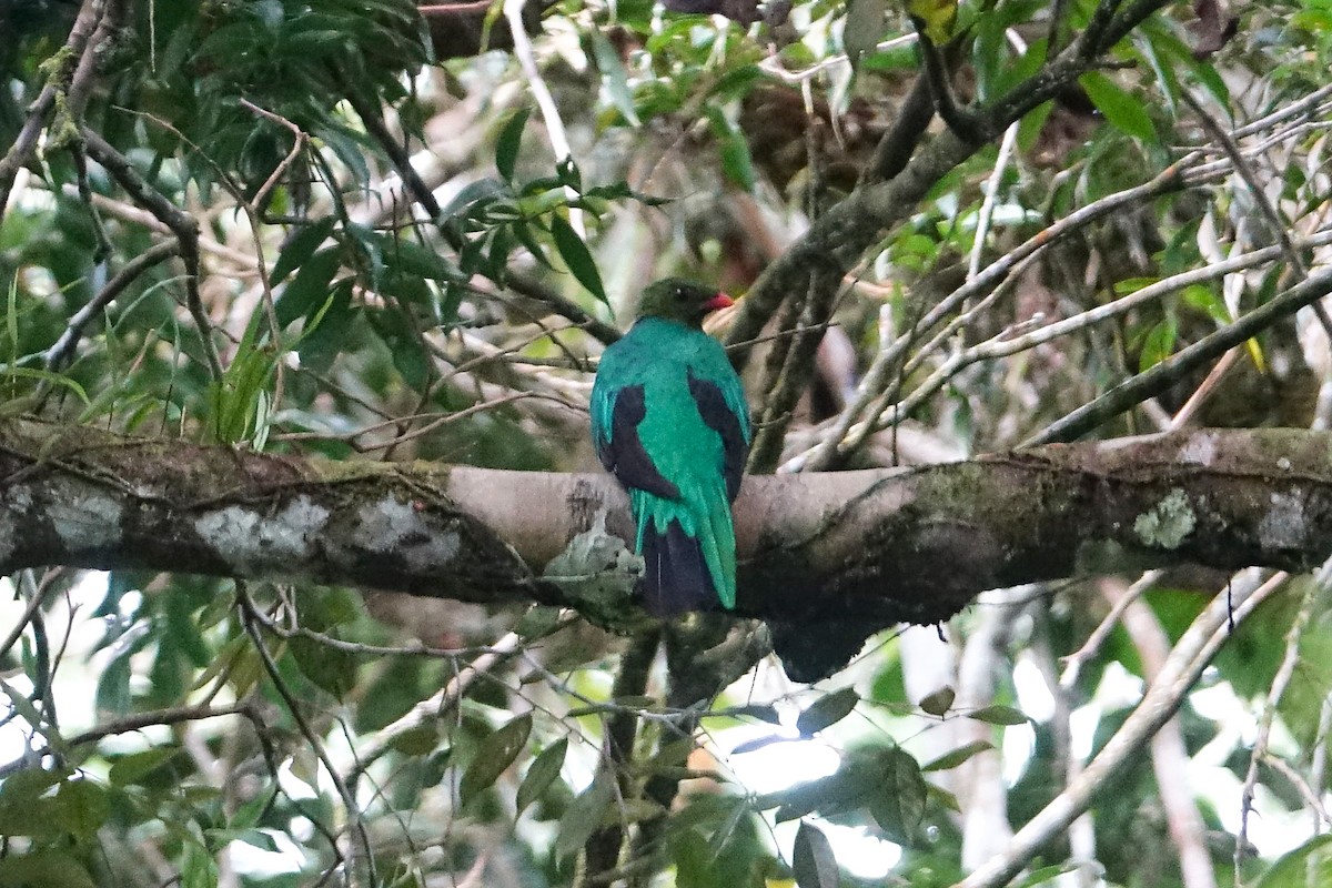 Pavonine Quetzal - ML637119157