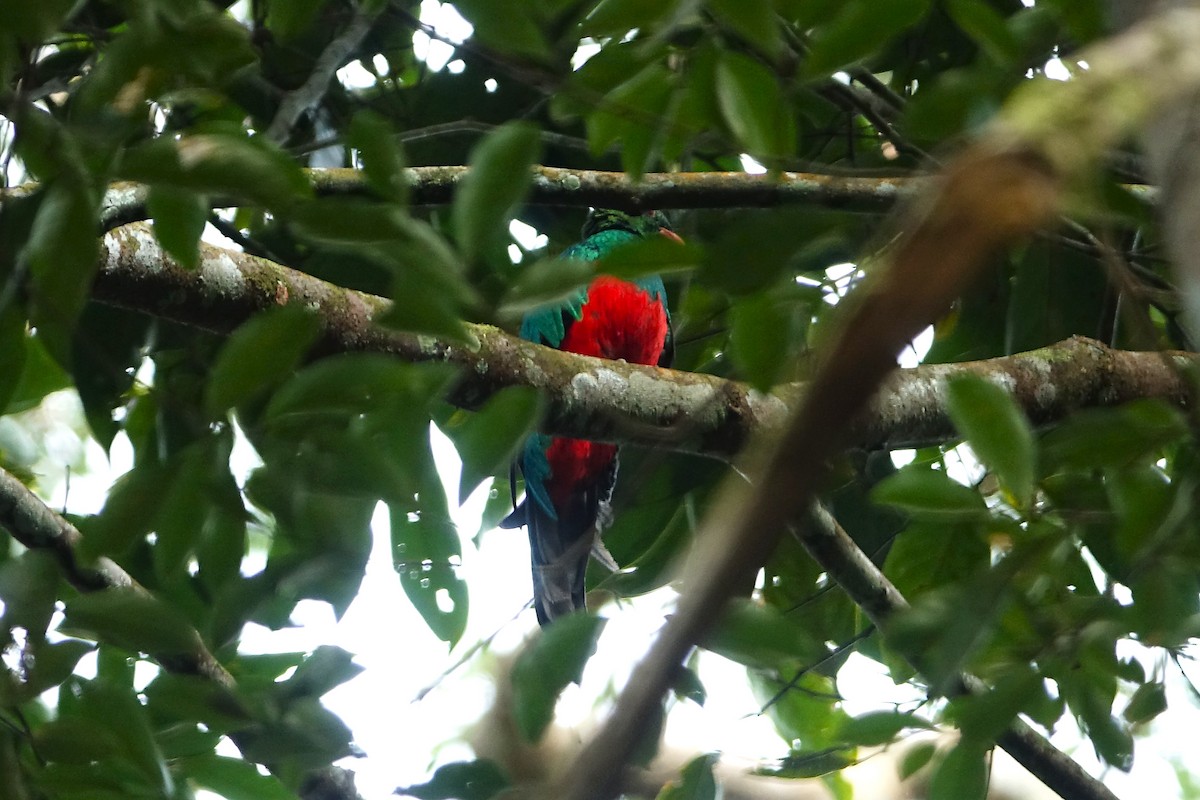 Pavonine Quetzal - ML637119158