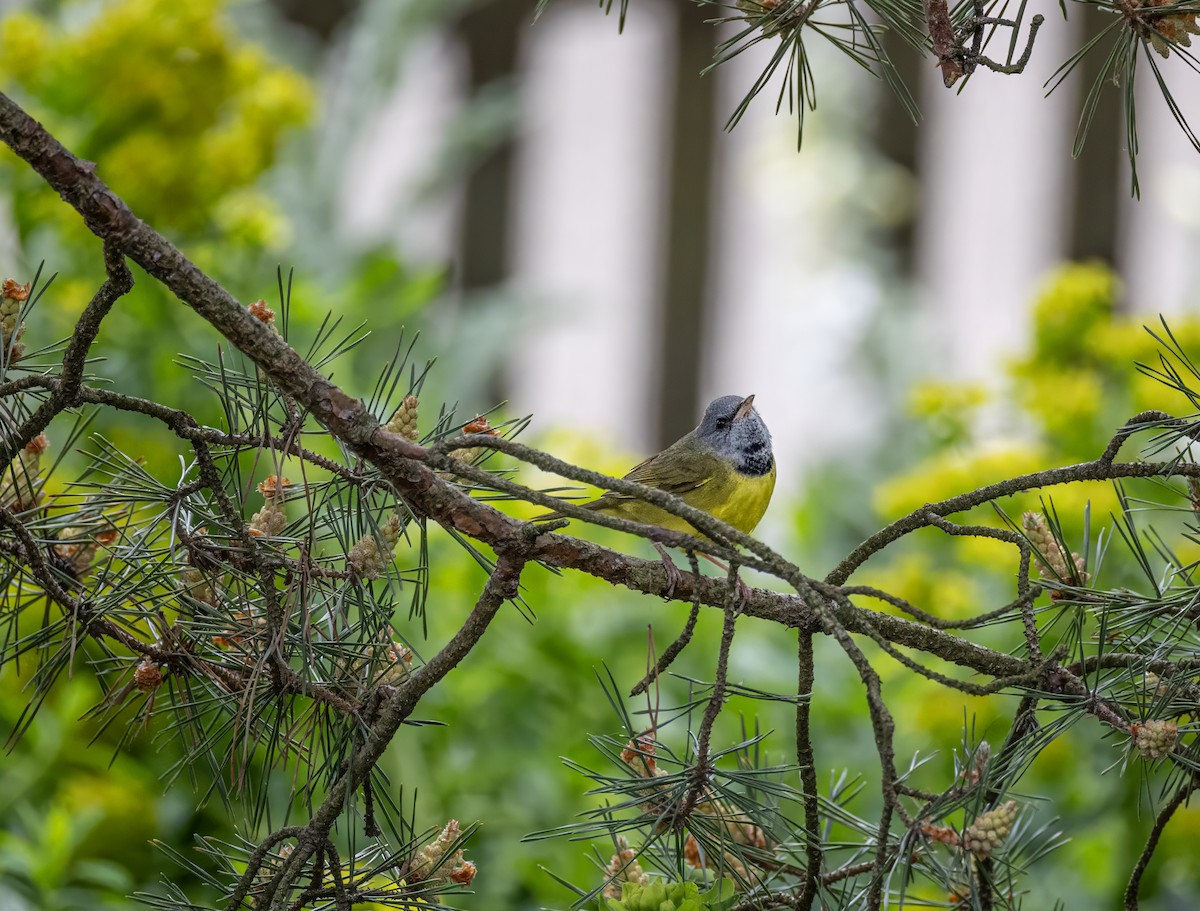 Mourning Warbler - ML637119160