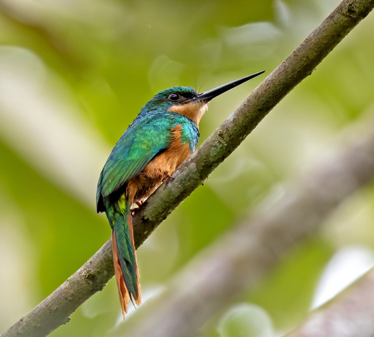 Rufous-tailed Jacamar - ML637119177