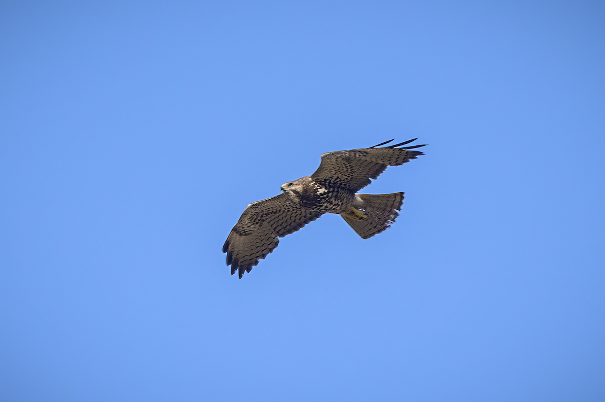 Swainson's Hawk - ML637119189