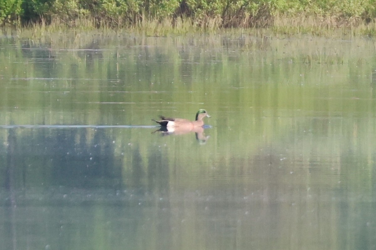 American Wigeon - ML637119293