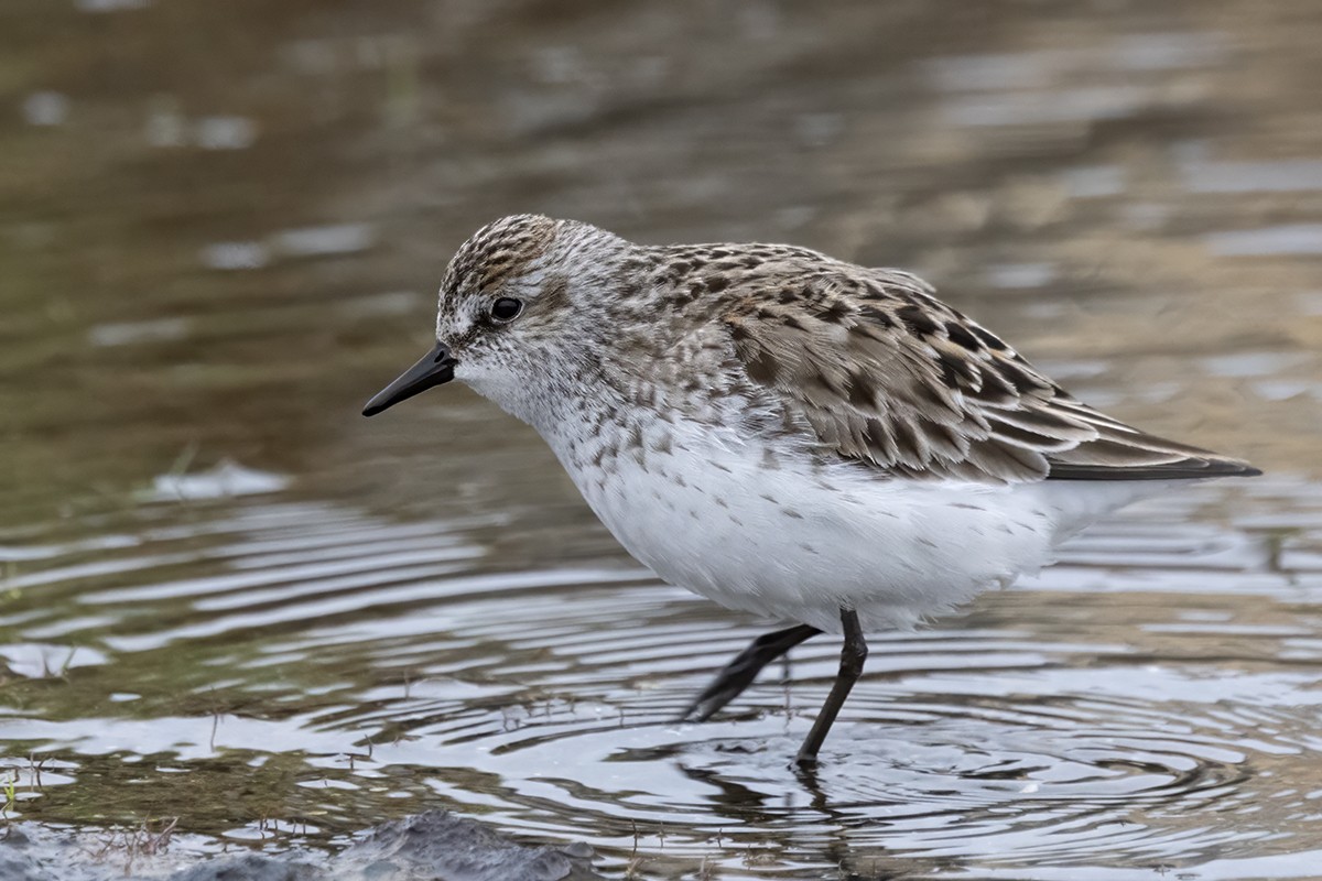 Semipalmated Sandpiper - ML637119305