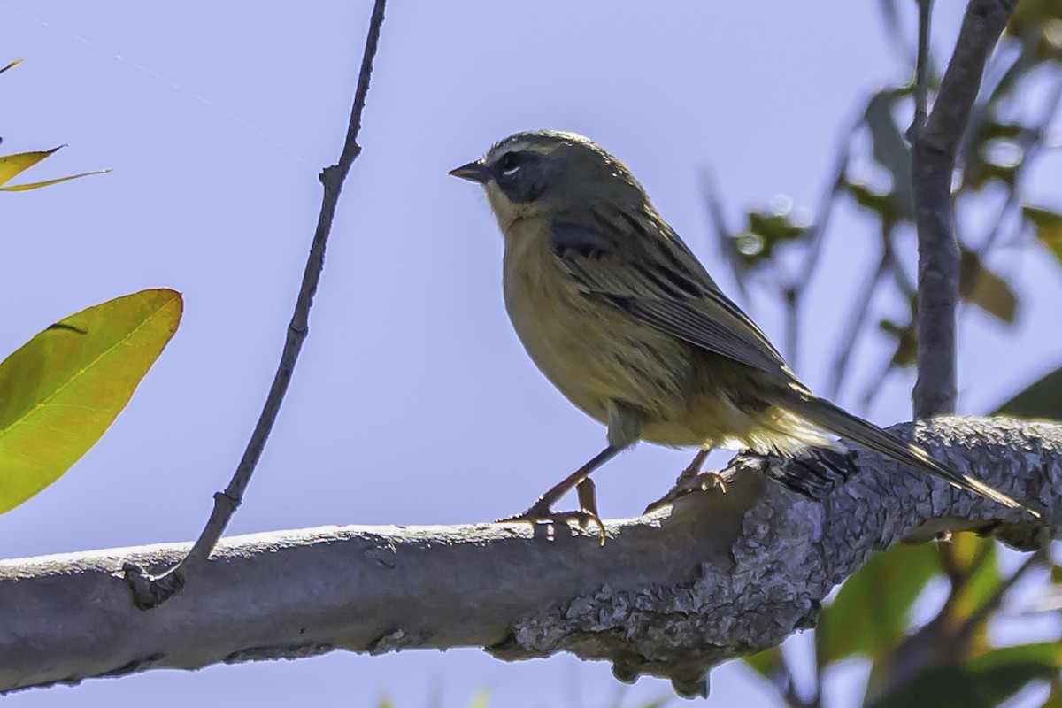 Long-tailed Reed Finch - ML637119350