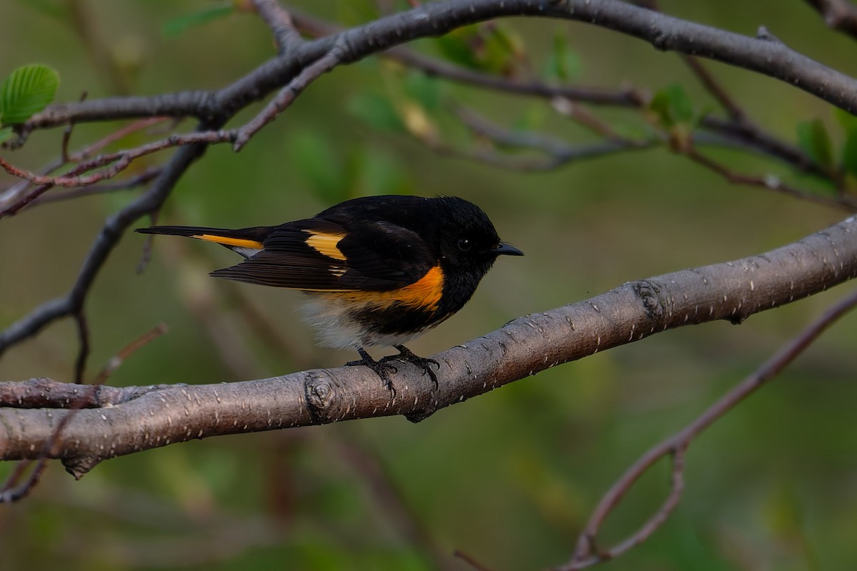 American Redstart - ML637119394