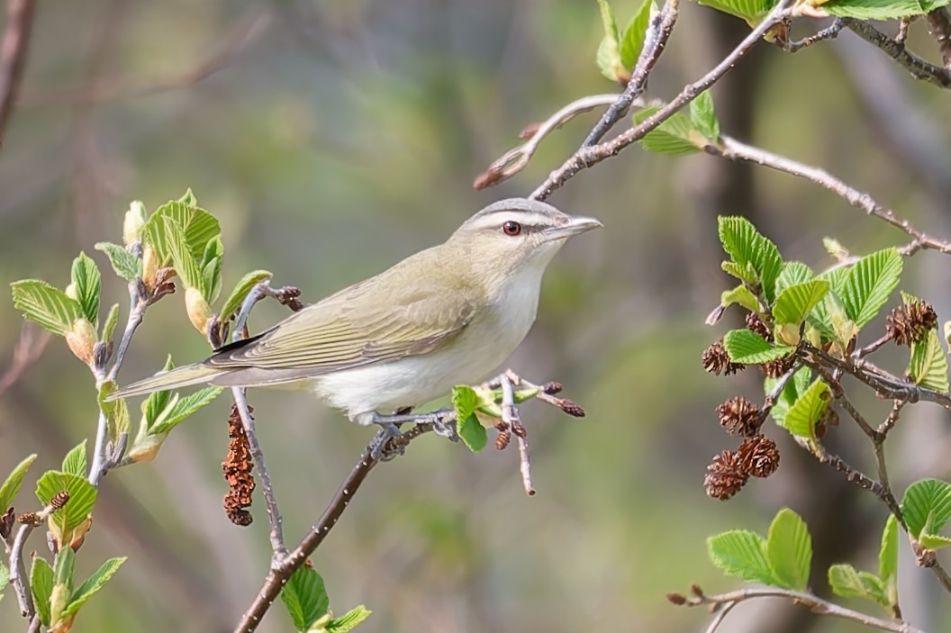 Red-eyed Vireo - ML637119402