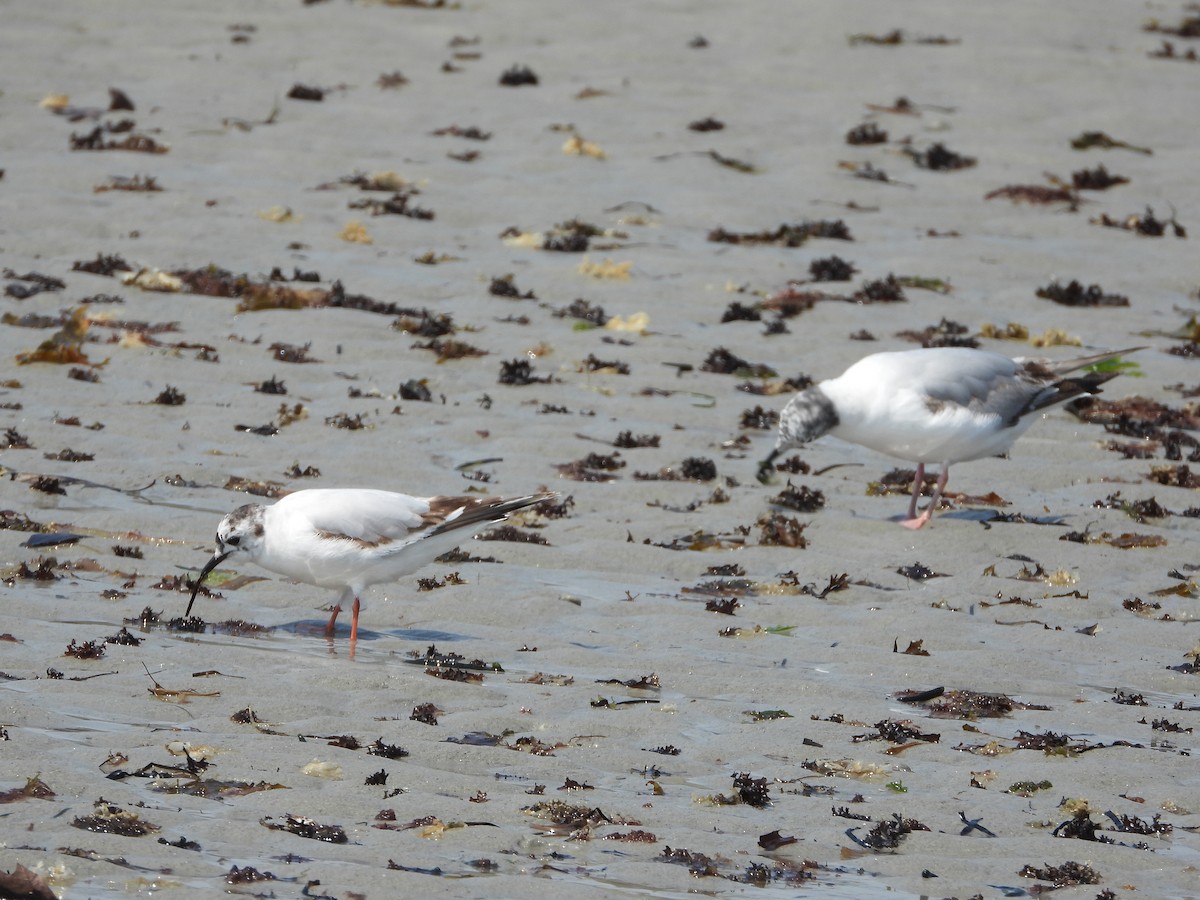 Little Gull - ML637119463