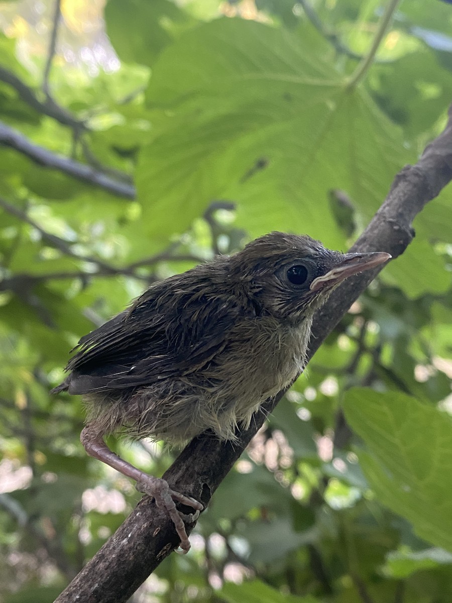 pěnice černohlavá - ML637119498