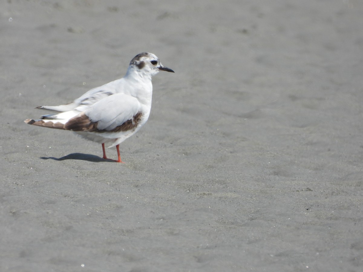 Little Gull - ML637119507