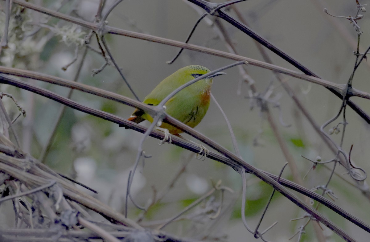 Fire-tailed Myzornis - ML637119542