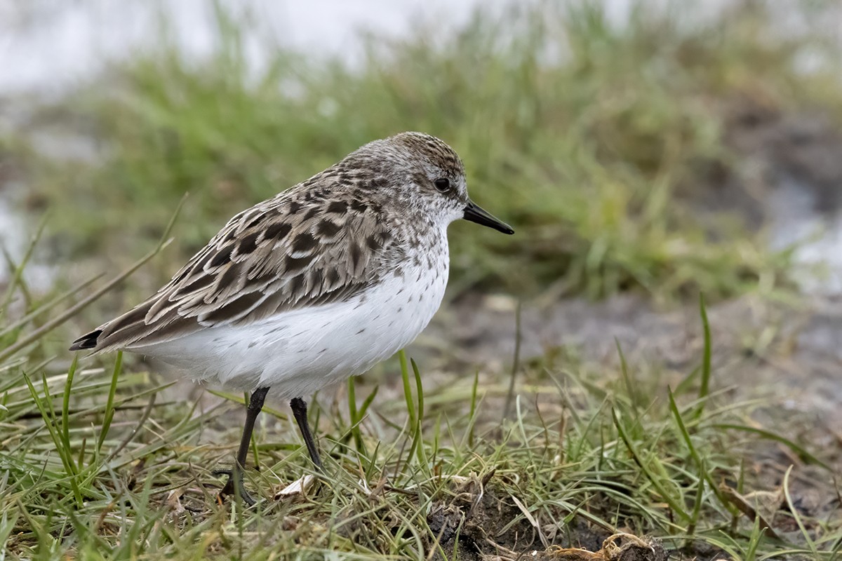 Semipalmated Sandpiper - ML637119546