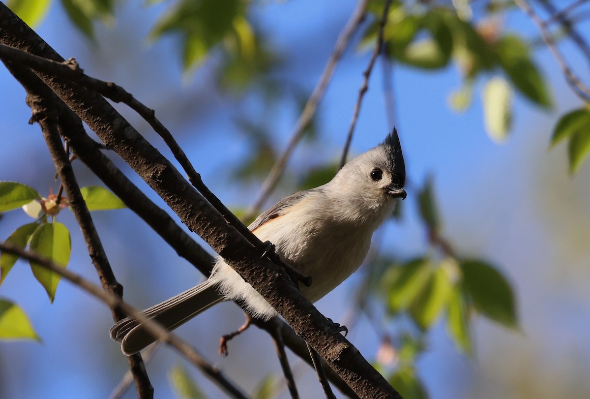 Tufted Titmouse - ML637119621
