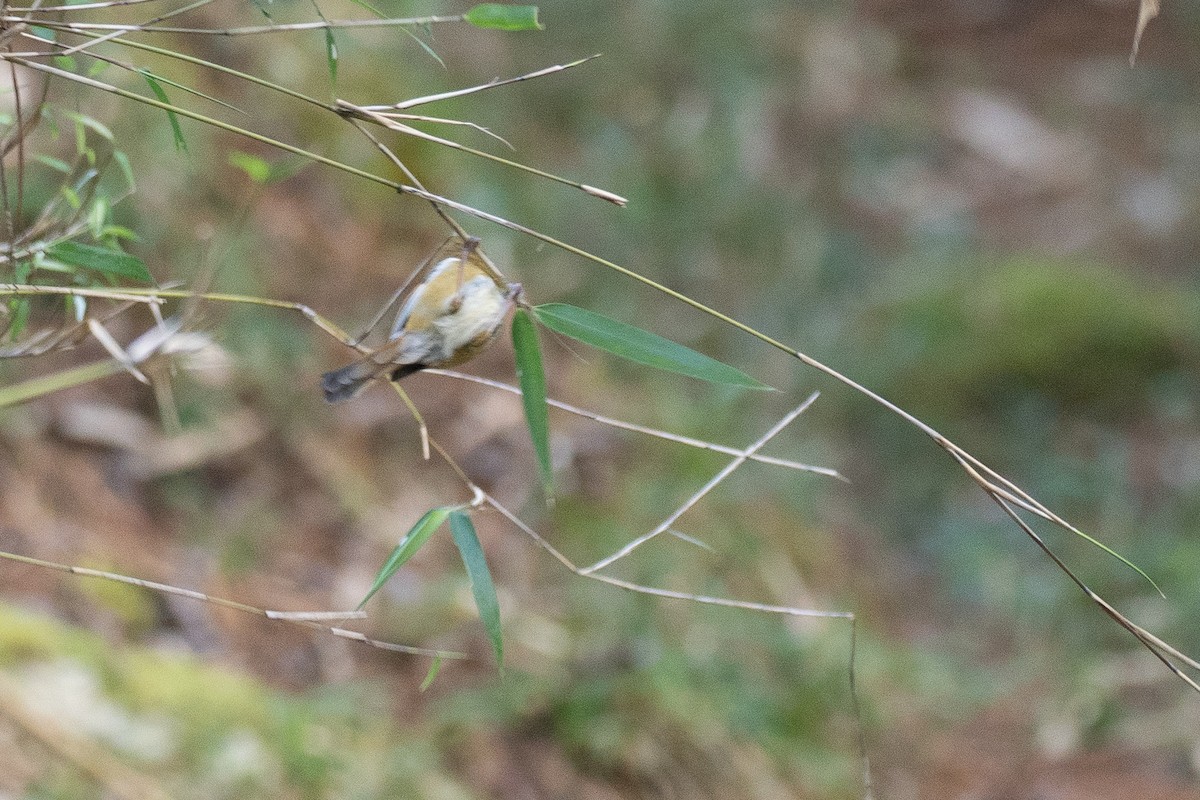Golden Parrotbill - ML637119717