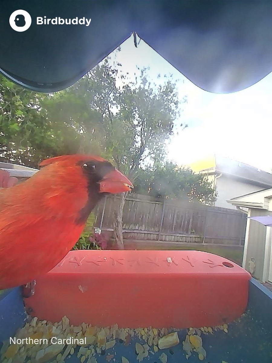 Northern Cardinal - ML637119763