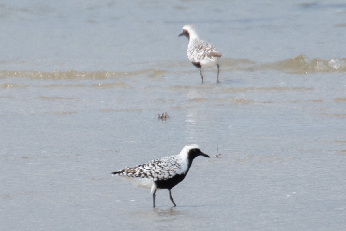 Black-bellied Plover - ML637119931
