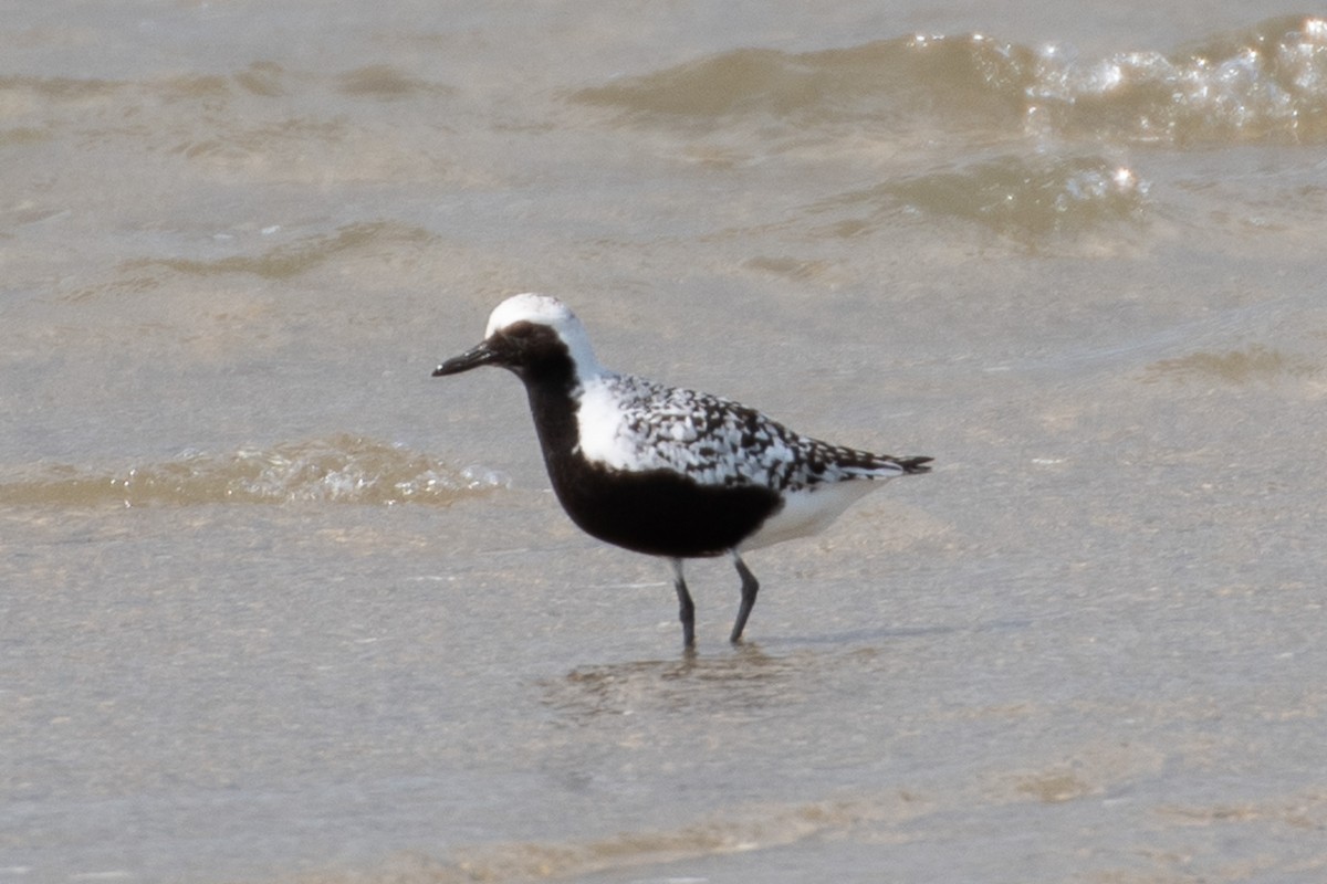 Black-bellied Plover - ML637119932