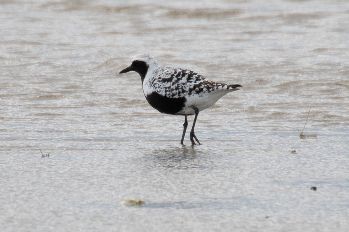 Black-bellied Plover - ML637119933
