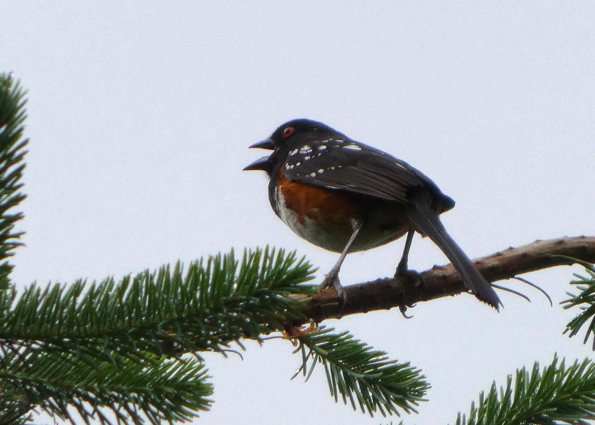 Spotted Towhee (oregonus Group) - ML637119947