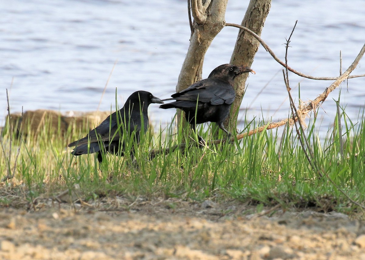 American Crow - ML637119969