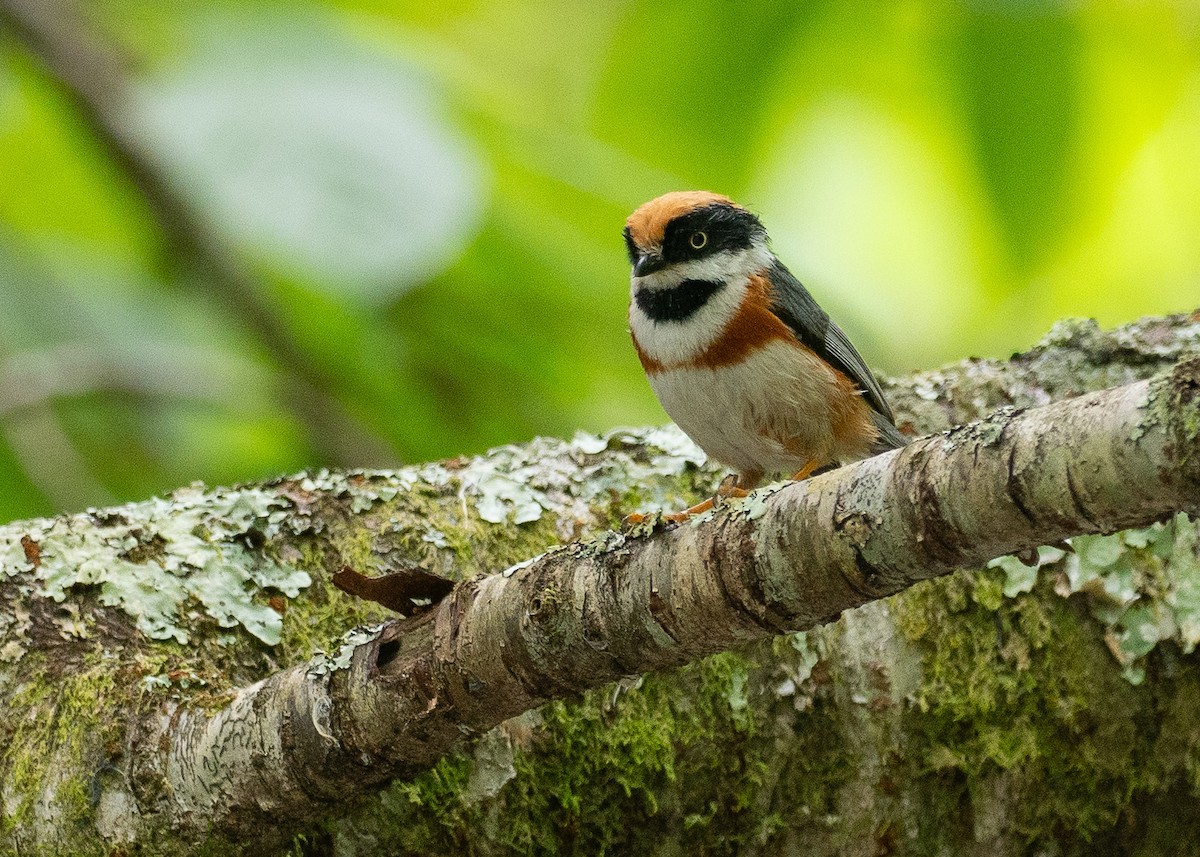 Black-throated Tit (Black-throated) - ML637119985