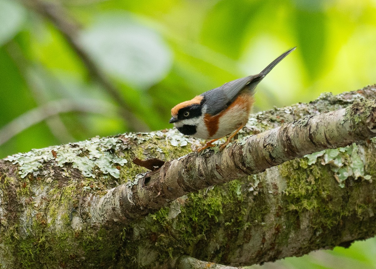 Black-throated Tit (Black-throated) - ML637119986