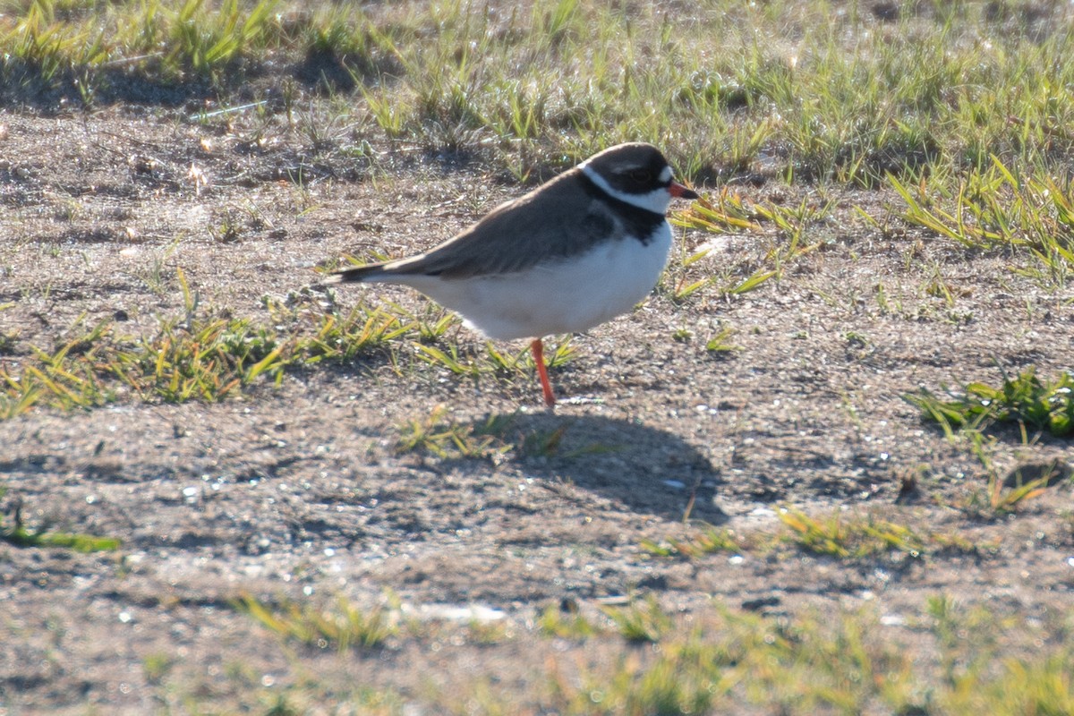 Semipalmated Plover - ML637120074