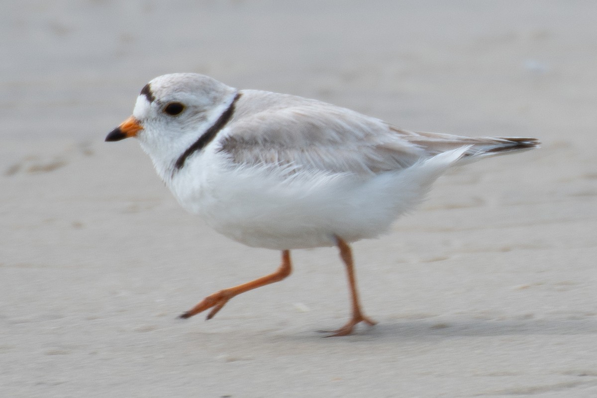 Piping Plover - ML637120081