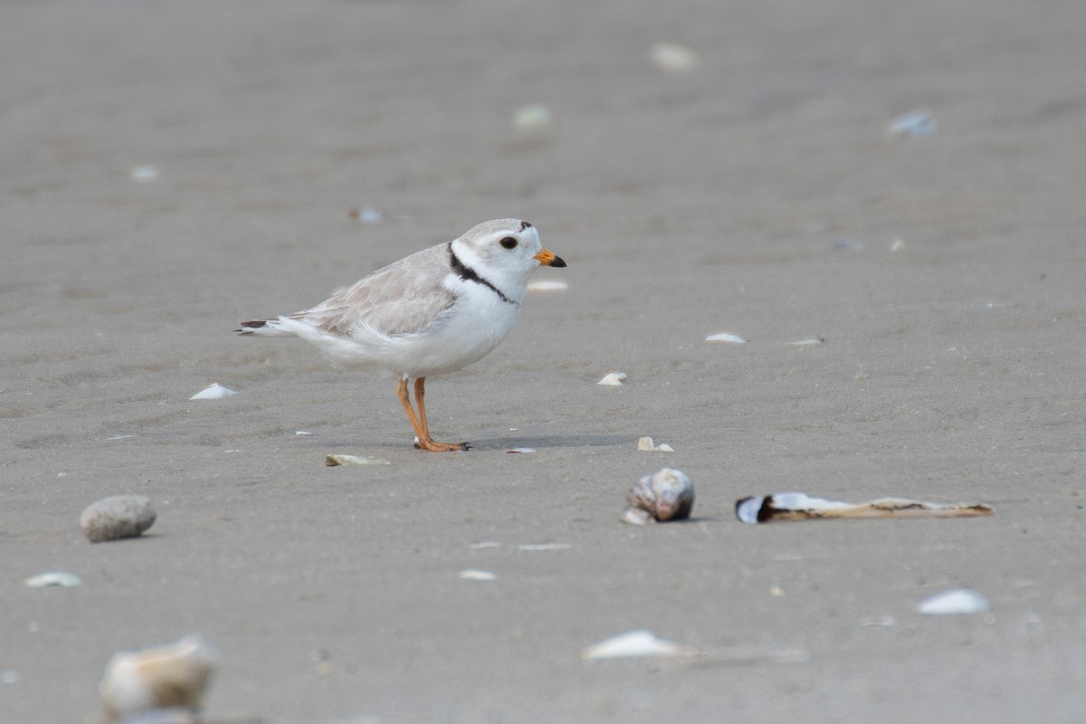 Piping Plover - ML637120082