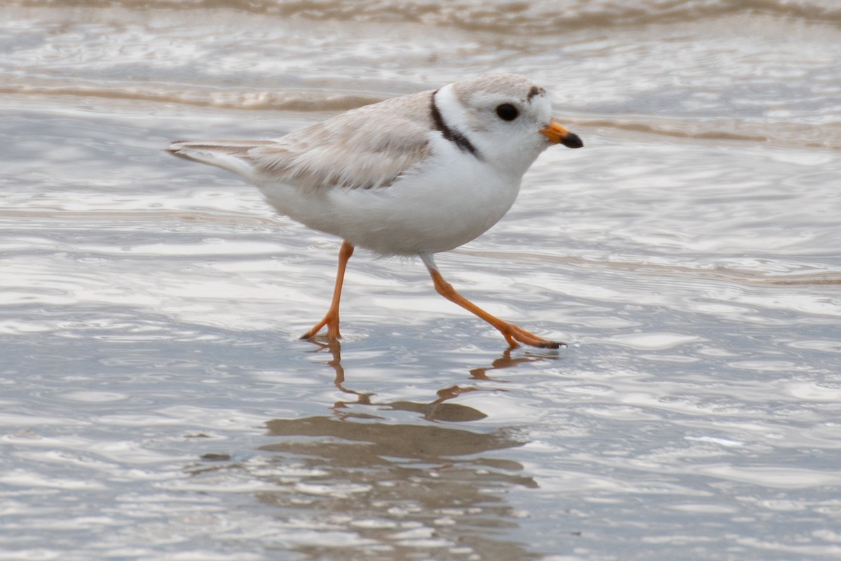 Piping Plover - ML637120083